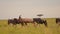 Slow Motion Shot of Group of Topi and Wildebeest running across Masai Mara, protecting African Wildl