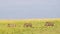 Slow Motion Shot of Group of warthogs running through grassy plains together, African Wildlife in Ma