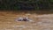 Slow Motion Shot of Hippo, Hippopotamus, dissapearing under water of the Mara River, African Wildlif