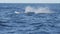 slow motion shot of a humpback whale calf's half breach at merimbula