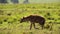 Slow Motion Shot of Hyena walking and prowling through tall grasslands greenery, 146, African Wil