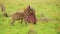 Slow Motion Shot of Hyenas fighting with Jackal over scavenging for a kill, close community of Afric