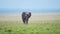 Slow Motion Shot of Lonely Elephant walking and grazing in colourful green African plains of Africa,