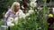 Slow motion shot of mature woman watering dahlia flowers in garden at home