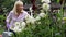 Slow motion shot of mature woman watering dahlia flowers in garden at home