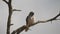 slow motion shot of a mourning dove preening its front at tarangire national park