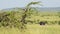 Slow Motion Shot of Ostrich walking running across luscious green savannah plains of Masai Mara, Afr