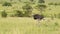 Slow Motion Shot of Ostrich walking running across luscious green savannah plains of Masai Mara, Afr