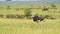 Slow Motion Shot of Ostrich walking running across luscious green savannah plains of Masai Mara, Afr