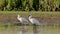 slow motion shot of a pair of royal spoonbills standing at a wetland