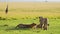 Slow Motion Shot of Playful young lion cubs play, excited energy of cute African Wildlife in Maasai