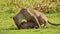 Slow Motion Shot of Playful young lion cubs play, excited energy of cute African Wildlife in Maasai