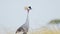 Slow Motion Shot of Portrait of Grey Crowned Crane head looking and watching over African landscape