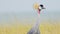 Slow Motion Shot of Portrait of Grey Crowned Crane head looking and watching over African landscape