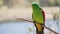 slow motion shot of a red-winged parrot perched on a branch