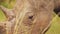 Slow Motion Shot of Rhino closeup detail of horn and eye while grazing tall grasslands in Masai Mara