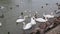 Slow motion shot of a sea gulls flying in the sky and swans floating on the waves of lake.