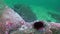 Slow motion shot of Sea Urchin on rocky seabed in ocean with green background water.