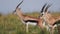 Slow Motion Shot of Thomson gazelle amongst tall grass watching over the plains majesticly in grassl