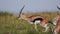 Slow Motion Shot of Thomson gazelle droppings in 146 natural grassland plains Africa Safari Anima