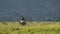 Slow Motion Shot of Topi, African Wildlife in Maasai Mara National Reserve, Kenya, Africa Safari Ani