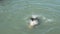 A slow motion shot of two california sea lion chasing each other at pier 39 in san francisco