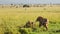 Slow Motion Shot of Two lions play fighting with amazing beautiful African Maasai Mara National Rese