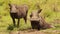 Slow Motion Shot of Two warthogs wallowing in shallow puddle of mud in the african Masai Mara savann