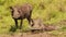 Slow Motion Shot of Two warthogs wallowing in shallow puddle of mud in the african Masai Mara savann