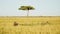 Slow Motion Shot of Warthogs wallowing in small pool in lush grasslands, acacia tree in background,