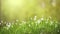 Slow motion shot of white flowers in green grass in sunny day. Spring nature concept. Small white spring flowers in the