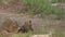 Slow motion shot of wild indian female leopard or panther cleaning her claws by tongue in forest of central india - panthera