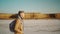 Slow motion shot of young adult man walking at lake coast with white salty flats and clay shore