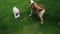 Slow motion of small Maltese dog barking on a bigger dog.