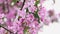 Slow motion, smooth camera movement, close-up of pink apple flowers against bokeh background