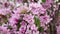 Slow motion, smooth camera movement, close-up of pink apple flowers against bokeh background