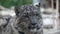 Slow motion snow leopard panthera uncia portrait closeup