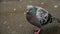 Slow motion of snowflakes falling on a group of pigeons at a park. The clip conveys the concept of adaptation.