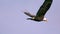 Slow motion soaring bald eagle closeup