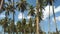 Slow motion of tall coconut trees with white cloud and blue skies