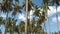 Slow motion of tall coconut trees with white cloud and blue skies