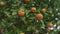 Slow motion of tangerines on a tree closeup shot