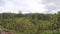 Slow motion of Tegallalang rice terrace on a tropical Bali island, Indonesia. Ubud rice terraces.