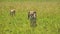 Slow Motion of Three Cheetah Cubs Walking in Luscious Lush Green Long Grass Savanna Plains in Masai