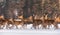Slow Motion: Three Females Noble Deer Stand Motionless Among The Running Herd In The Background Of The Winter Forest And Look Clos