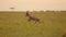 Slow Motion of Topi Running Away, Jumping and Leaping, African Safari Wildlife Animal in Savanna Lan