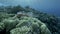 Slow motion, transparent plastic bag on beautiful tropical coral reef, on background in the blue water