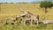 Slow Motion of Two Cheetah Cubs, Young Cute Cheetahs Playing Around Together in Africa in Masai Mara