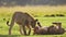Slow Motion of Two Lions Playing, Playful Lion Pride Play Fighting Rolling Around on the Ground on A