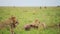 Slow Motion of Two Male Lions Eating a Kill of a Dead Zebra, Kenya Wildlife Safari Animals in Kenya,